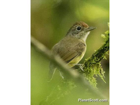 Plain Antvireo (Dysithamnus mentalis) - Female