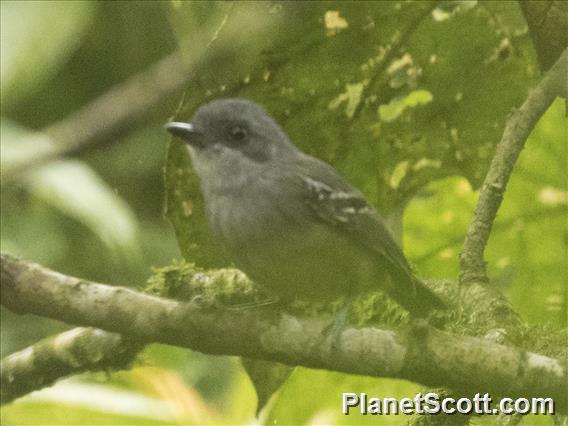 Plain Antvireo (Dysithamnus mentalis)