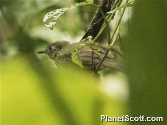 White-flanked Antwren (Myrmotherula axillaris) - Female