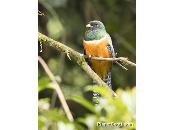 Orange-bellied Trogon (Trogon collaris aurantiiventris)