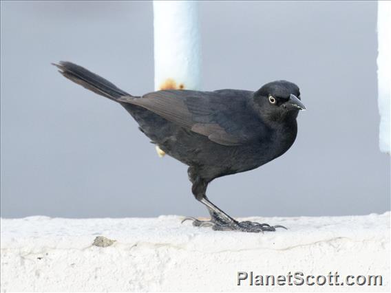 Greater Antillean Grackle (Quiscalus niger)