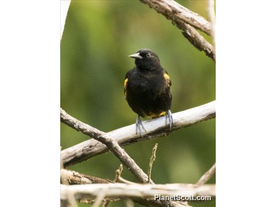 Puerto Rican Oriole  (Icterus portoricensis)