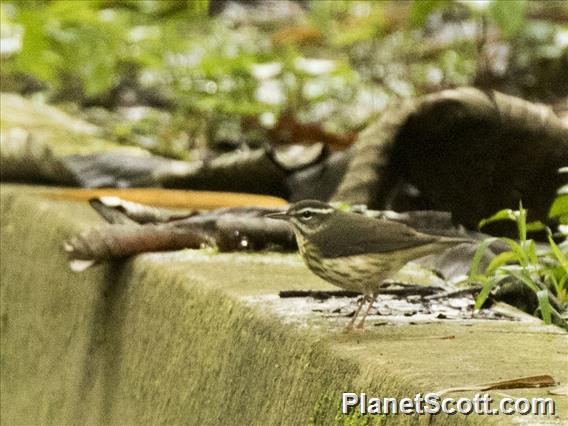 Louisiana Waterthrush (Parkesia motacilla)