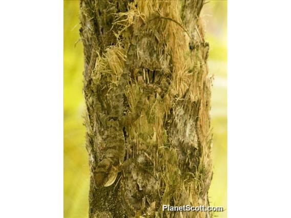 Puerto Rican Crested Anole (Anolis cristatellus)