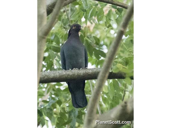 Scaly-naped Pigeon (Patagioenas squamosa)