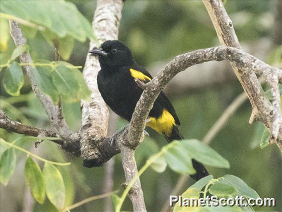 Puerto Rican Oriole  (Icterus portoricensis)