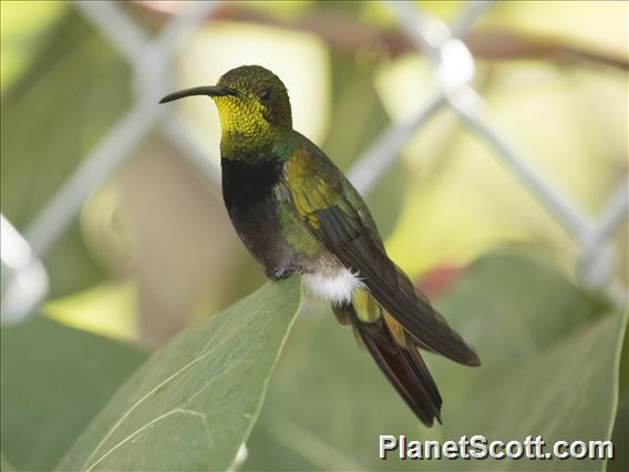 Puerto Rican Mango (Anthracothorax aurulentus)