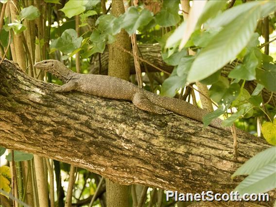 Clouded Monitor (Varanus nebulosos)