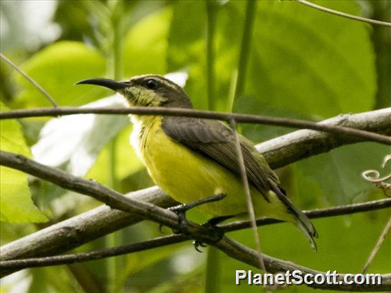 Sahul Sunbird (Cinnyris frenatus) - Indonesia