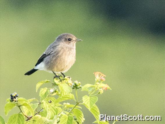 Pied Bushchat (Saxicola caprata) - Female