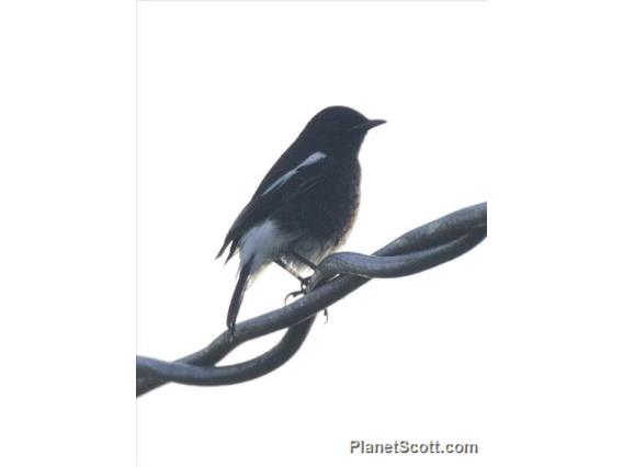 Pied Bushchat (Saxicola caprata) - Male