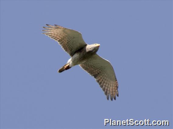 Gray-faced Buzzard (Butastur indicus)