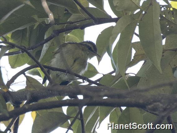 Sulawesi Leaf-Warbler (Phylloscopus sarasinorum)