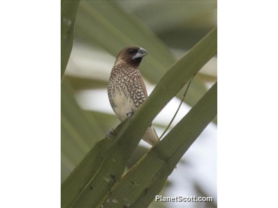 Scaly-breasted Munia (Lonchura punctulata)