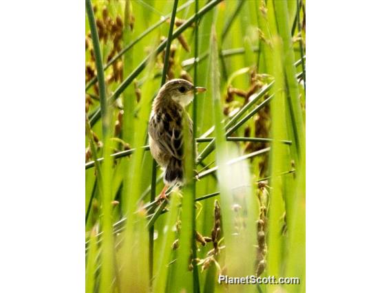 Zitting Cisticola (Cisticola juncidis)