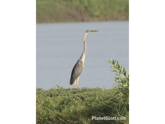 Purple Heron (Ardea purpurea)