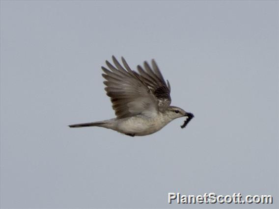 White-rumped Triller (Lalage leucopygialis)  - Female