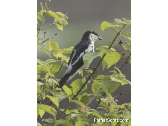 White-rumped Triller (Lalage leucopygialis) - Male