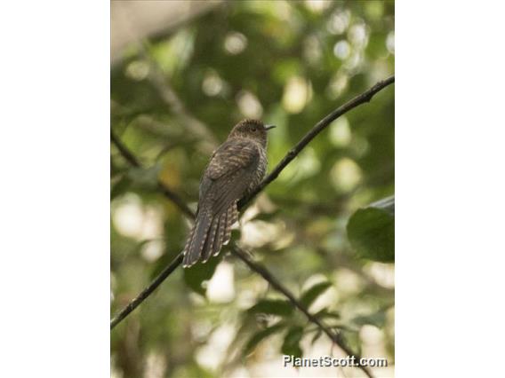 Sulawesi Brush Cuckoo (Cacomantis virescens)