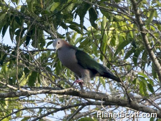 Green Imperial-Pigeon (Ducula aenea)