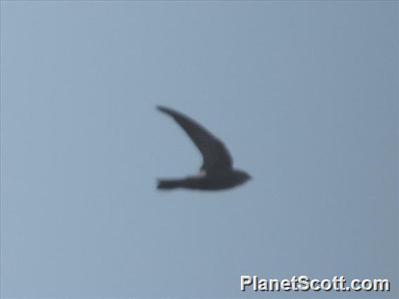 Sulawesi Swiftlet (Aerodramus sororum)