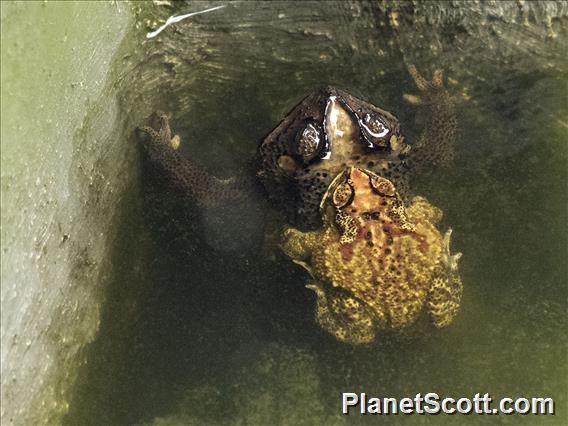 Asian Common Toad Toad (Duttaphrynus melanostictus)