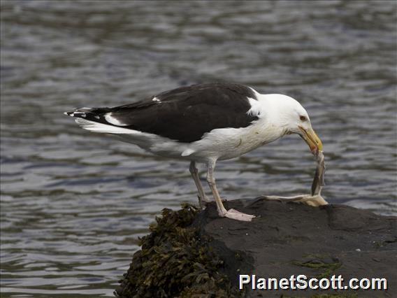 Great Black-backed Gull (Larus marinus)