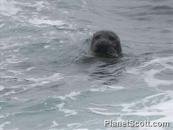 Harbor Seal (Phoca vitulina)