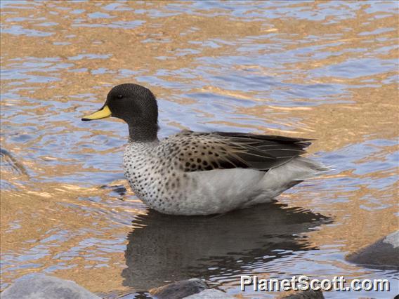 Yellow-Billed Teal (Anas flavirostris)