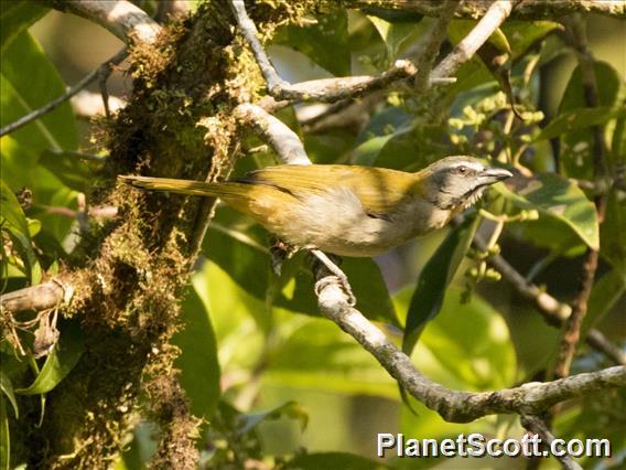 Buff-throated Saltator (Saltator maximus)