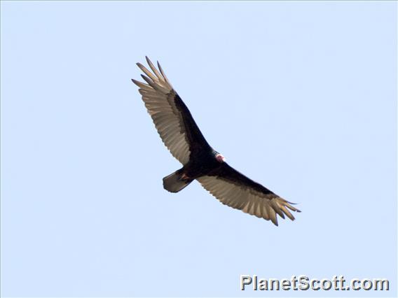 Turkey Vulture (Cathartes aura)