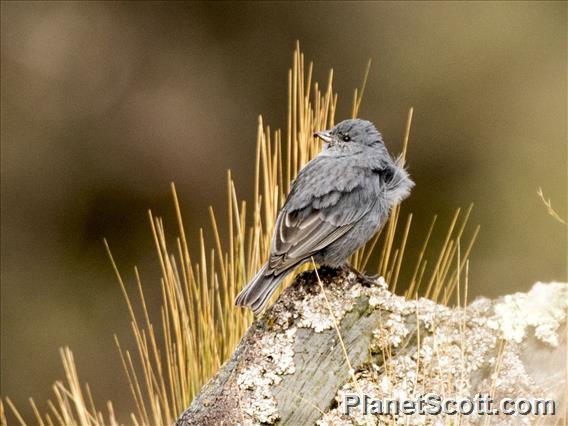 Plumbeous Sierra-Finch (Geospizopsis unicolor) - Male