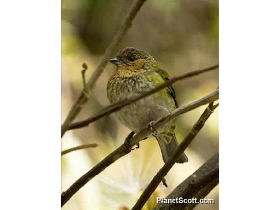 Silvery Tanager (Tangara viridicollis)