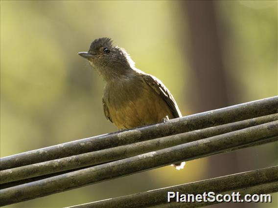 Variable Antshrike (Thamnophilus caerulescens) - Female