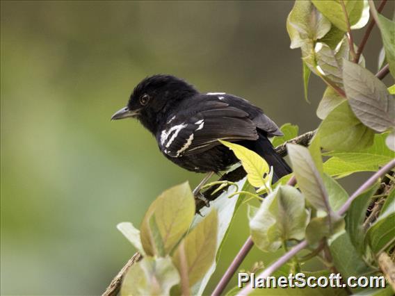 Variable Antshrike (Thamnophilus caerulescens) - Male