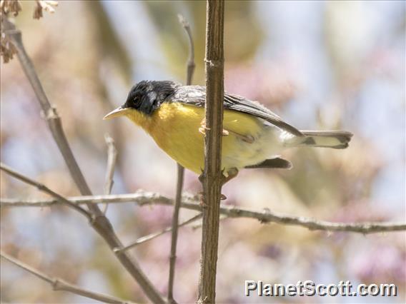 Tropical Parula (Setophaga pitiayumi)