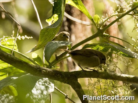 Black-and-white Seedeater (Sporophila luctuosa)