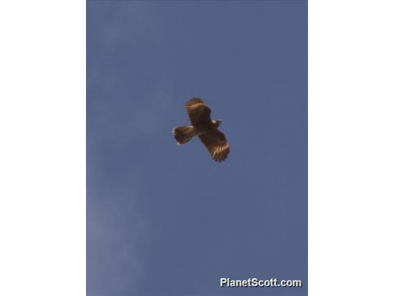 Mountain Caracara (Phalcoboenus megalopterus) - Juvenile