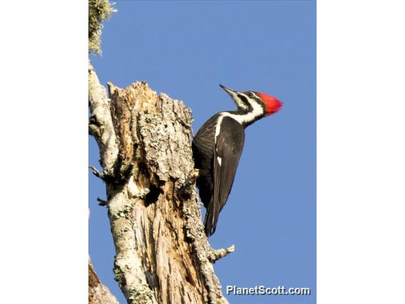 Pileated Woodpecker (Dryocopus pileatus)