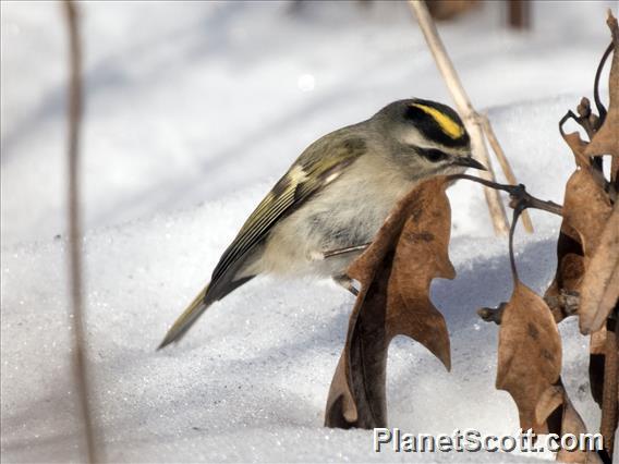 Golden-crowned Kinglet (Regulus satrapa)