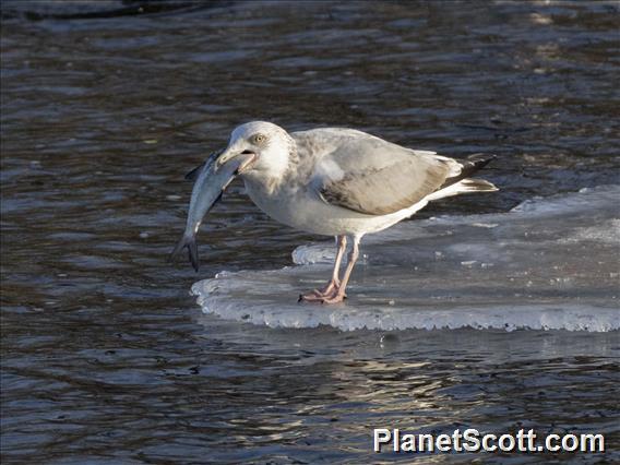 Herring Gull (Larus argentatus) -3rd Winter