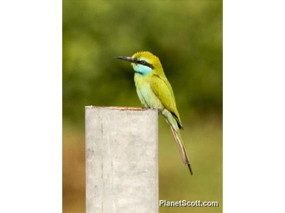 Arabian Green Bee-eater (Merops cyanophrys)