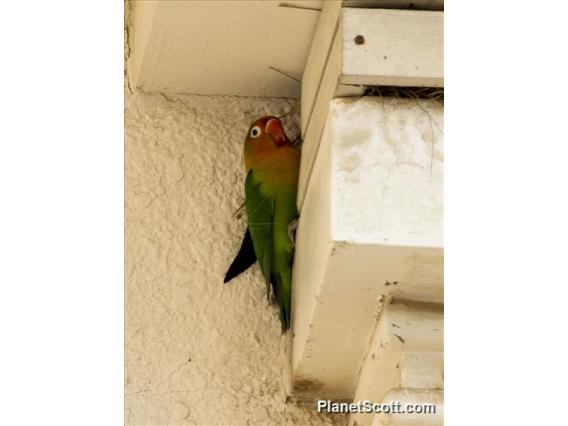 Fischer's/Yellow-collared Lovebird (Agapornis fischeri x personatus)