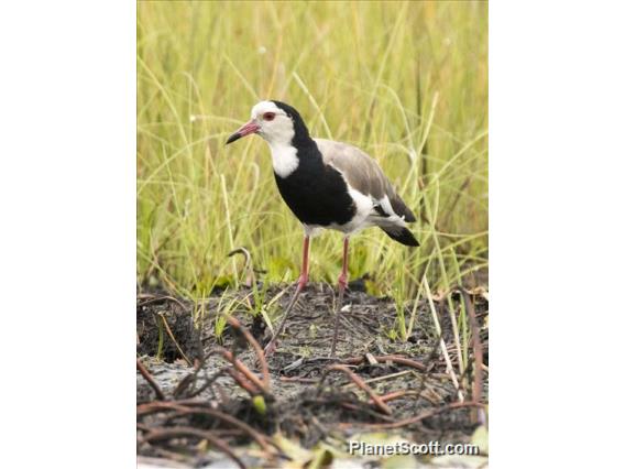 Long-toed Lapwing (Vanellus crassirostris)