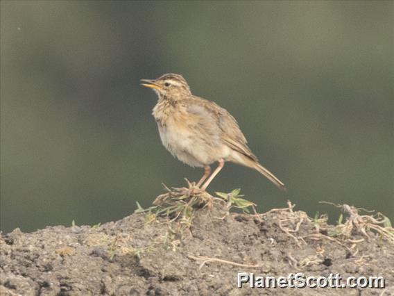 African Pipit (Anthus cinnamomeus)