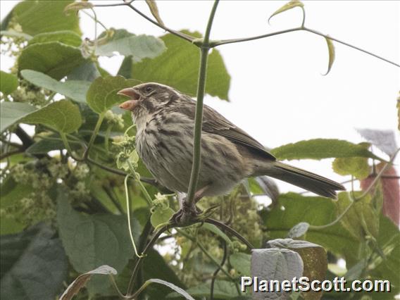 Streaky Seedeater (Crithagra striolatus)