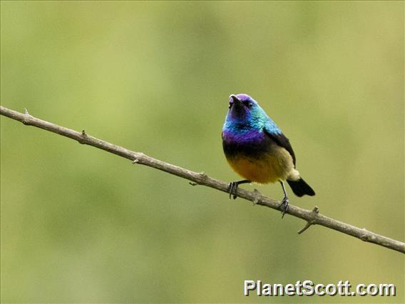 Variable Sunbird (Cinnyris venustus)