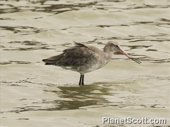 Black-tailed Godwit (Limosa limosa)