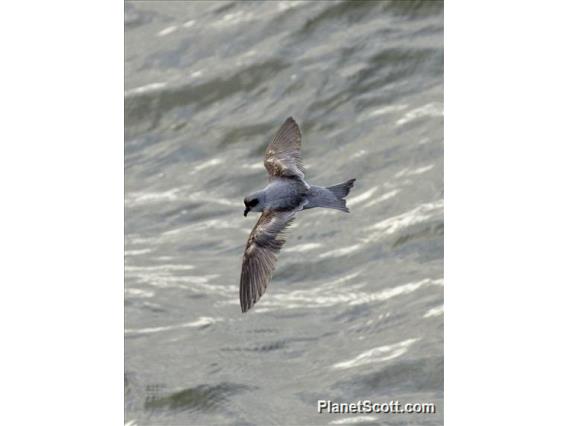 Fork-tailed Storm-Petrel (Oceanodroma furcata)