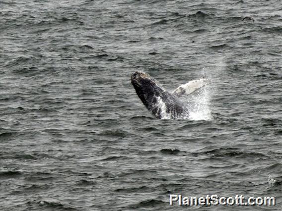 Humpback Whale (Megaptera novaeangliae)